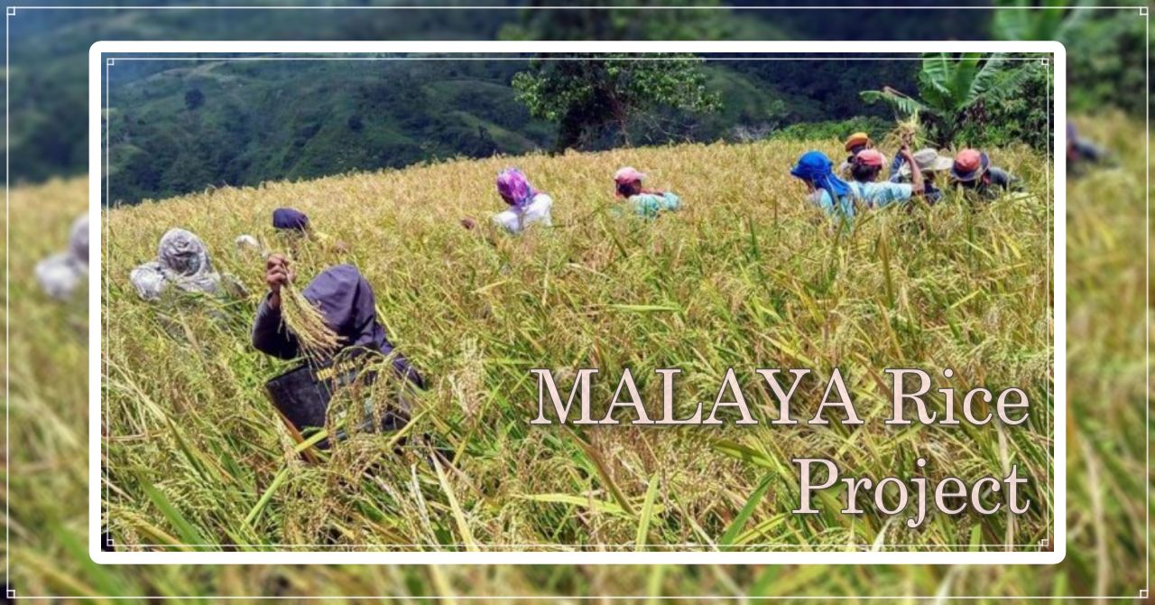 Malaya Rice Project